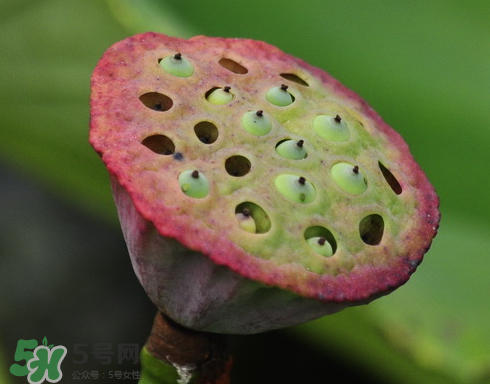 吃蓮蓬長胖嗎？吃蓮蓬會胖嗎？