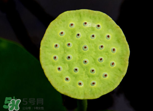 吃蓮蓬長胖嗎？吃蓮蓬會胖嗎？