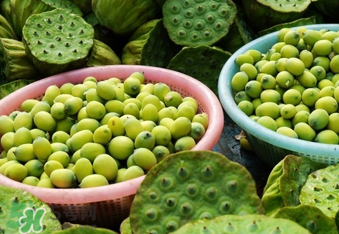 吃蓮蓬長胖嗎？吃蓮蓬會胖嗎？