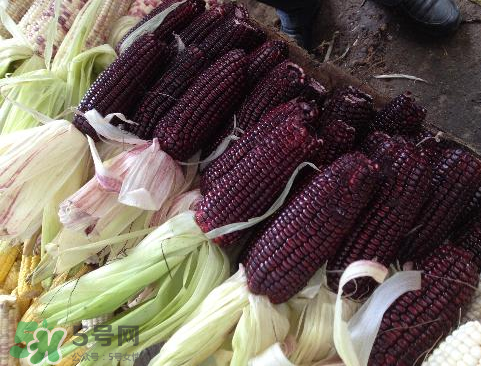 紫玉米會掉色嗎？紫玉米怎么會掉色？