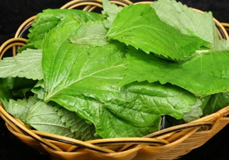 新鮮紫蘇葉怎么吃？紫蘇葉的吃法