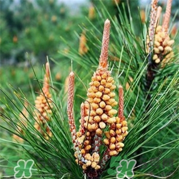 松花粉怎么辨別真假?松花粉什么人可以吃? 松花粉怎么辨別真假?松花粉什么人可以吃?