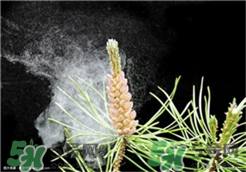 松花粉怎么辨別真假?松花粉什么人可以吃? 松花粉怎么辨別真假?松花粉什么人可以吃?