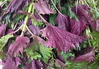 紫蘇是什么植物？紫蘇是發(fā)物嗎？