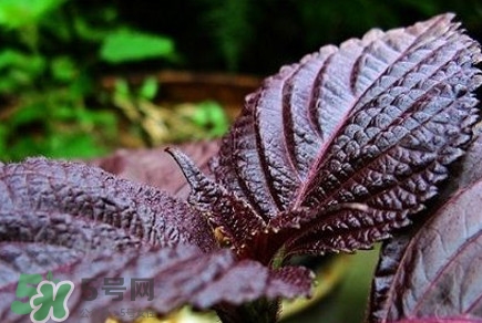 紫蘇是莧菜嗎？紫蘇和莧菜的區(qū)別