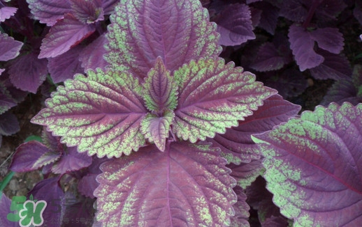 紫蘇是莧菜嗎？紫蘇和莧菜的區(qū)別