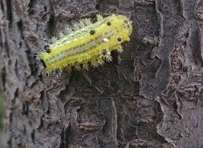 洋辣子多少錢一斤？洋辣子罐是什么