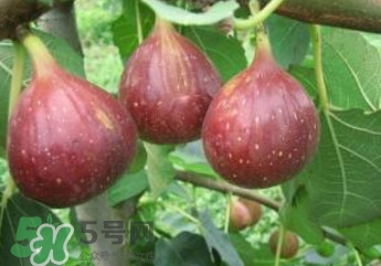 無花果什么品種最好？無花果哪種品種好吃