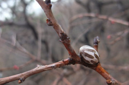 洋辣子多少錢一斤？洋辣子罐是什么