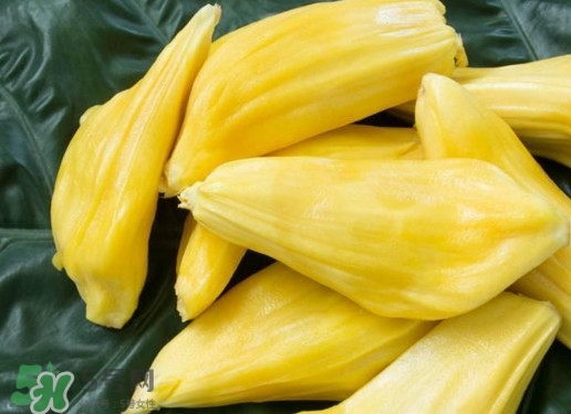 木菠蘿買來怎么吃？木菠蘿吃多了會怎樣？