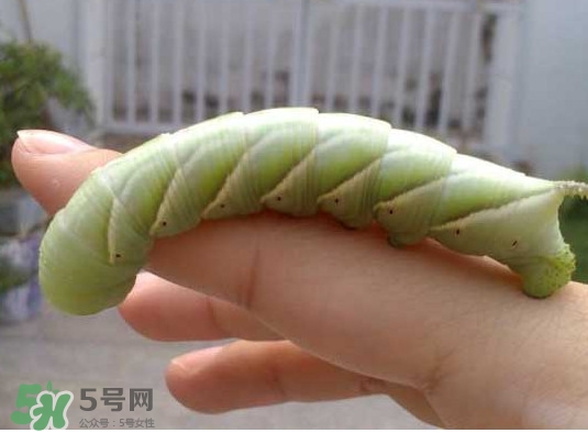 豆丹是什么？豆丹多少錢(qián)一斤？