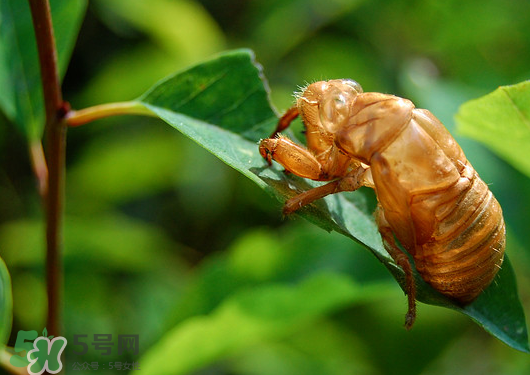 知了殼多少錢一斤？知了殼多少錢一斤2017？