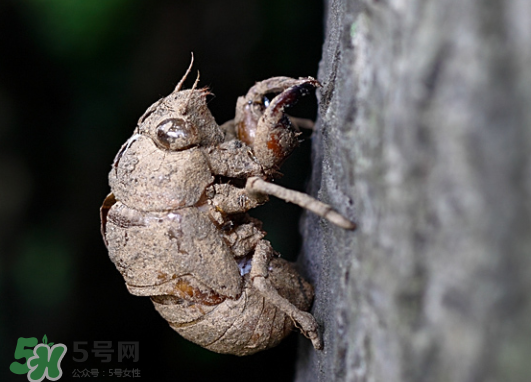 知了殼多少錢一斤？知了殼多少錢一斤2017？