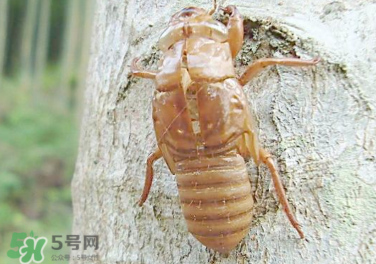 知了殼多少錢一斤？知了殼多少錢一斤2017？