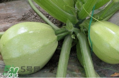 茭瓜可以生吃嗎？茭瓜怎么做好吃