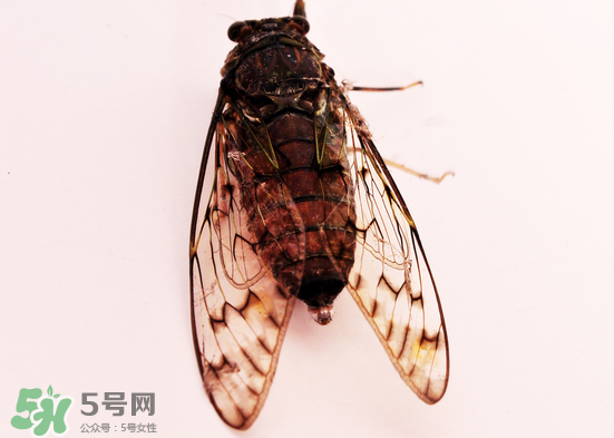 知了多少錢一斤？知了多少錢一斤2017？