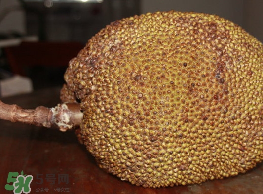 木菠蘿買來怎么吃？木菠蘿吃多了會怎樣？