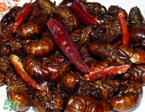 知了猴多少錢一個？油炸知了猴多少錢一盤？