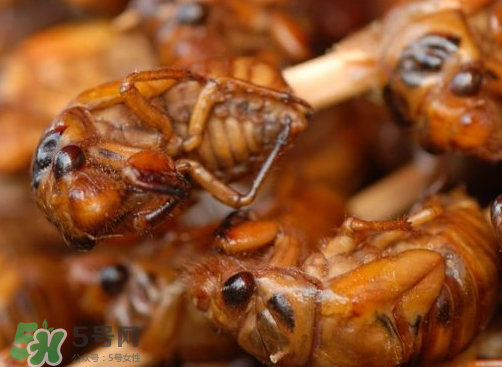 知了猴多少錢一個？油炸知了猴多少錢一盤？