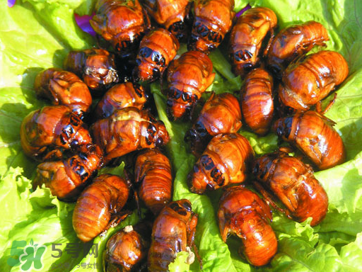 知了猴怎么吃？知了猴什么人不能吃？