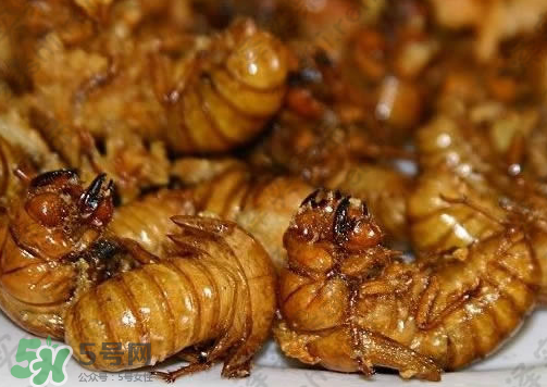 知了猴可以和雞蛋一起吃嗎？知了和雞蛋可以一起吃嗎？