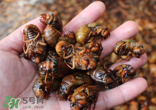 金蟬多少錢(qián)一斤？金蟬多少錢(qián)一斤2017？