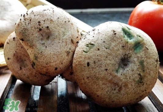 重陽菌多少錢一斤？重陽菌怎么清洗