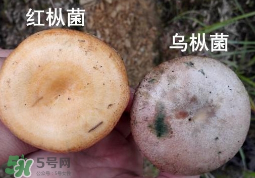 怎樣鑒別重陽(yáng)菌是否有毒？重陽(yáng)菌是發(fā)物嗎