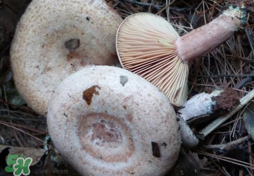 重陽菌可以種植嗎？重陽菌為什么不能人工種植？