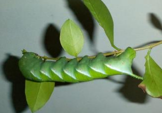 豆丹是什么？豆丹多少錢一斤？