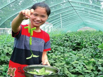 豆丹是什么？豆丹多少錢(qián)一斤？