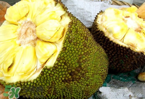 木菠蘿怎樣才算熟？木菠蘿怎么切？