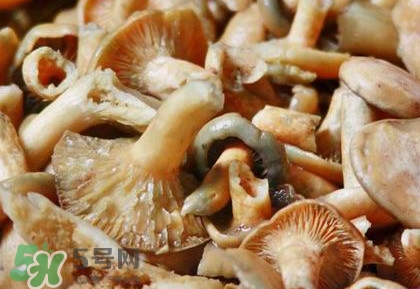 怎樣鑒別重陽(yáng)菌是否有毒？重陽(yáng)菌是發(fā)物嗎