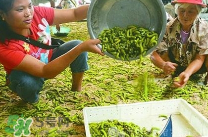 豆丹是什么？豆丹多少錢(qián)一斤？