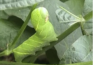 豆丹如何宰殺?。慷沟た梢允覂?nèi)養(yǎng)殖嗎？