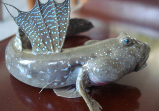 彈涂魚是兩棲動物嗎？彈涂魚營養(yǎng)價值有哪些