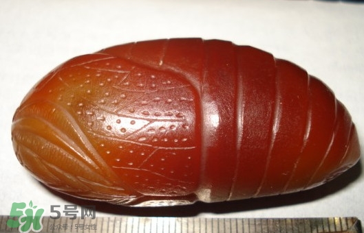 蟬蛹有寄生蟲嗎？蟬蛹有毒嗎