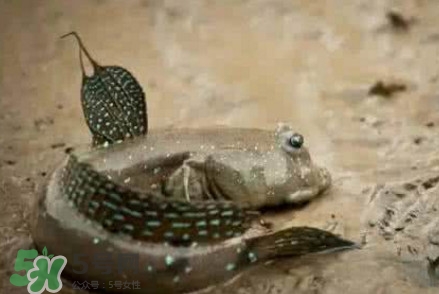 彈涂魚能吃嗎？彈涂魚怎么抓
