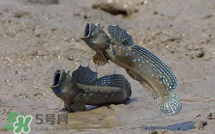 彈涂魚多少錢一斤？彈涂魚有毒嗎