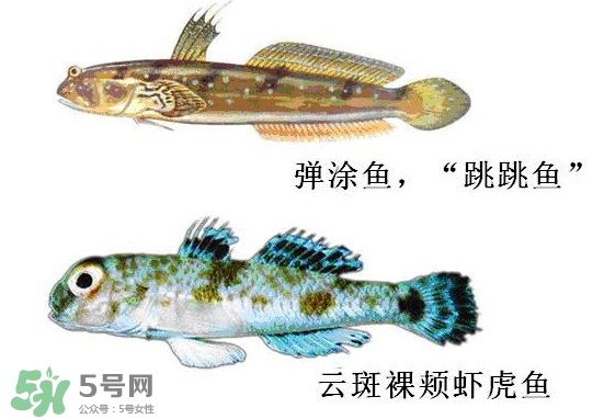 彈涂魚多少錢一斤？彈涂魚有毒嗎