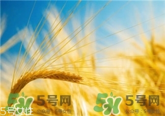 小麥胚芽油是什么?小麥胚芽油的功能 小麥胚芽油是什么?小麥胚芽油的功能