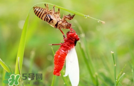 蟬蛹能吃嗎？蟬蛹怎么做好吃