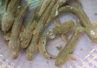 彈涂魚(yú)多少錢一斤？彈涂魚(yú)有毒嗎