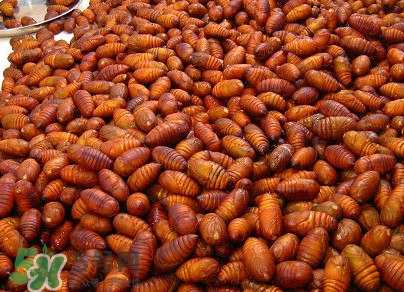 蟬蛹有寄生蟲嗎？蟬蛹有毒嗎