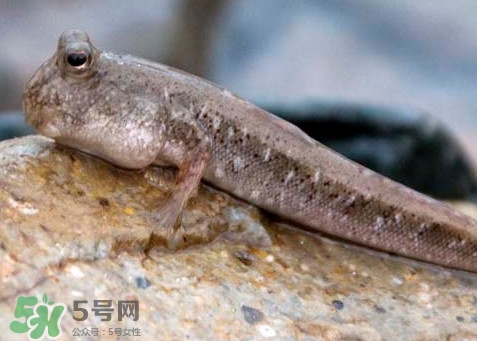 跳跳魚是什么魚？跳跳魚是不是泥鰍