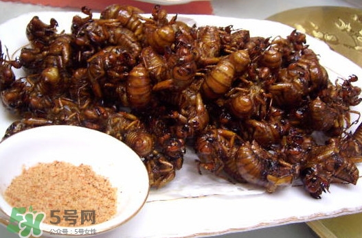 蟬蛹里面黑色的能吃嗎？蟬蛹是怎么形成的