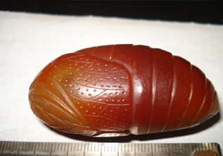 蟬蛹有寄生蟲嗎？蟬蛹有毒嗎