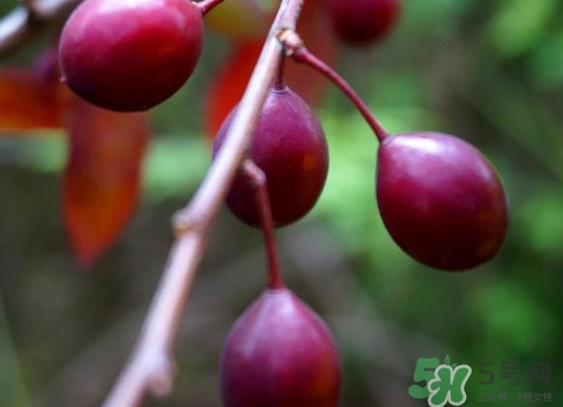 紫葉李果實有毒嗎？紫葉李果實能吃嗎