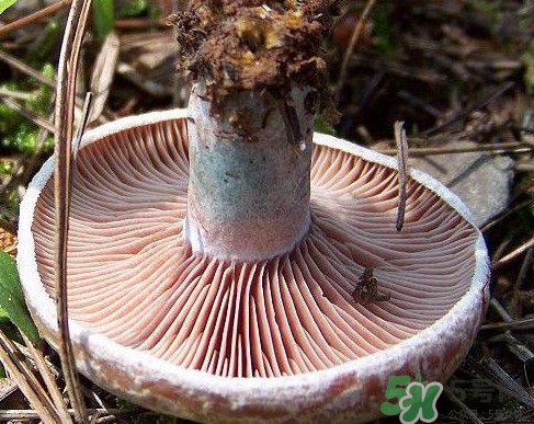 松乳菇多少錢一斤？松乳菇干貨多少錢一斤