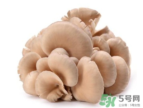 平菇怎么吃最有營(yíng)養(yǎng)？平菇長(zhǎng)白毛還能吃嗎